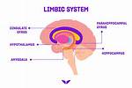 Which Does the Limbic System Control?