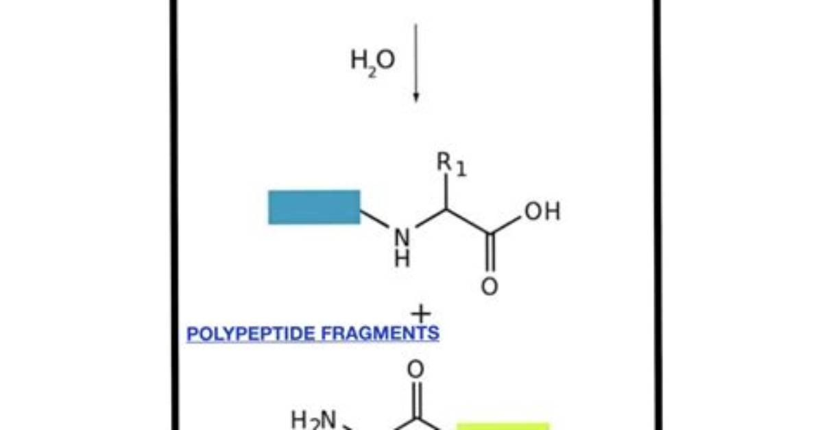 Which Does Trypsin Break Down?