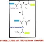Which Does Trypsin Break Down?