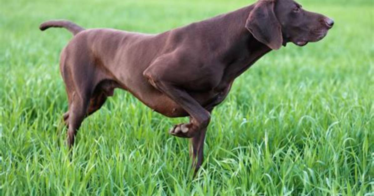 Which Dogs Are Pointers?