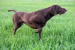 Which Dogs Are Pointers?