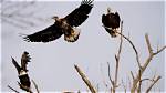 Which Eagles Are Dead