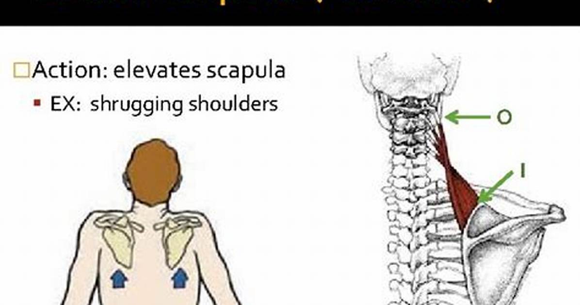 Which Elevates the Scapula?