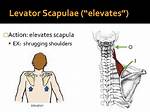 Which Elevates the Scapula?