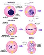 Which Event Occurs During Interphase?