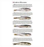 Which Fish Do Minnows Catch?