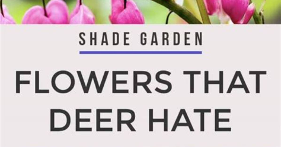 Which Flowers Do Deer Hate