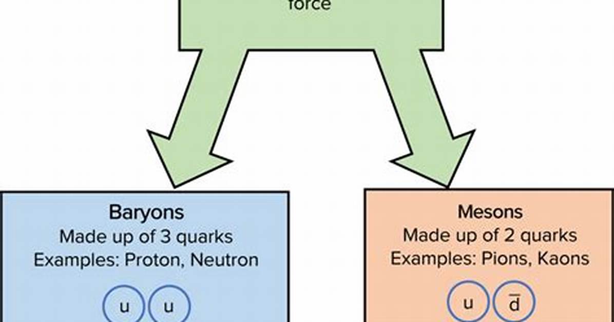 Which Force Only Affects Hadrons?