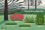 Which Grass Grows Under Trees?