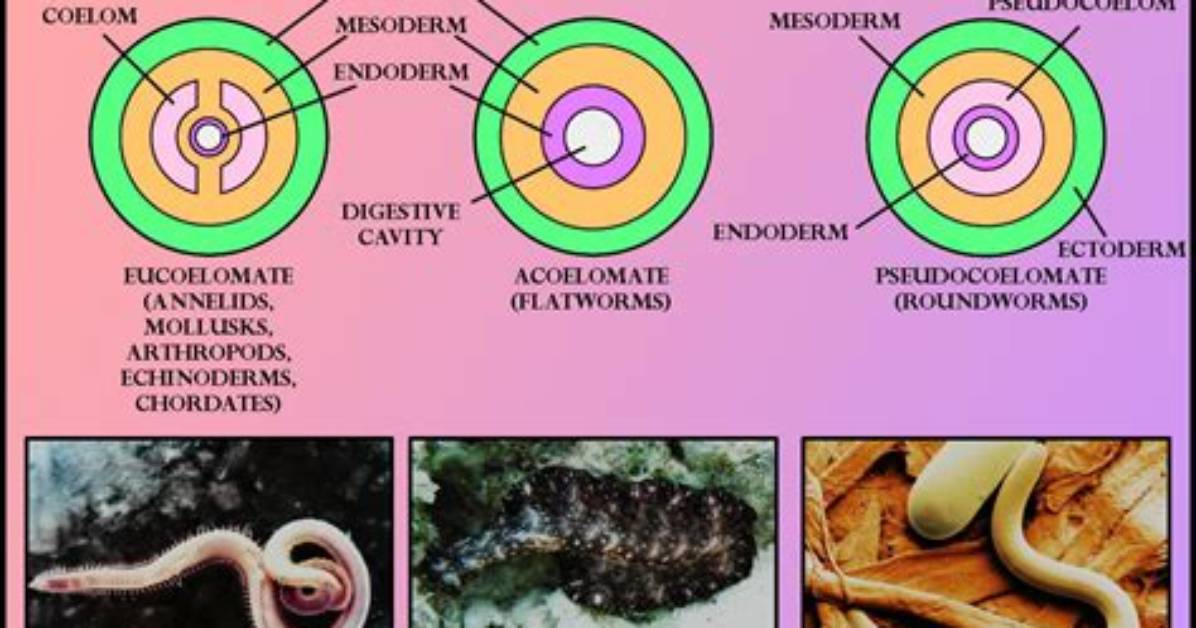 Which Group Has Pseudocoelom?
