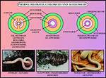 Which Group Has Pseudocoelom?