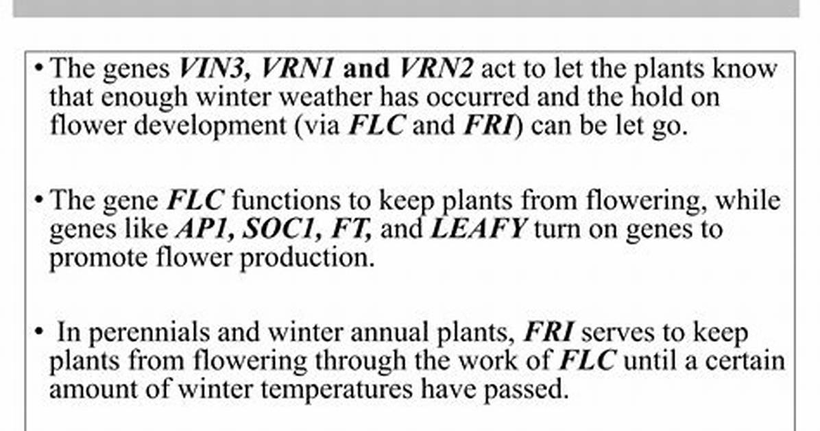 Which Hormone Can Replace Vernalization?