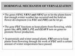 Which Hormone Can Replace Vernalization?