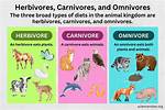 Which Insects Are Carnivores