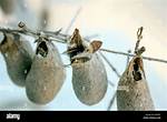 Which Insects Make Cocoons?