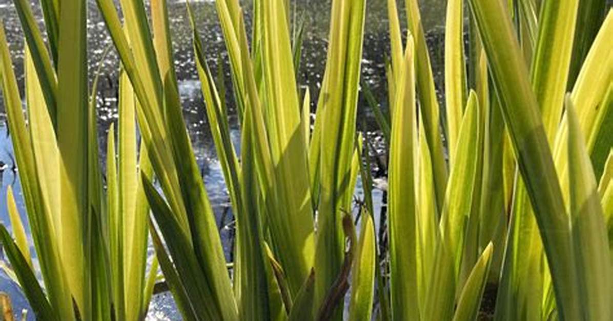 Which Iris Is Evergreen