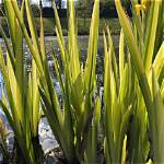 Which Iris Is Evergreen