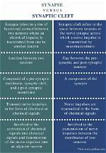 Which Is a Difference Between the Synaptic Cleft and the Synapse?