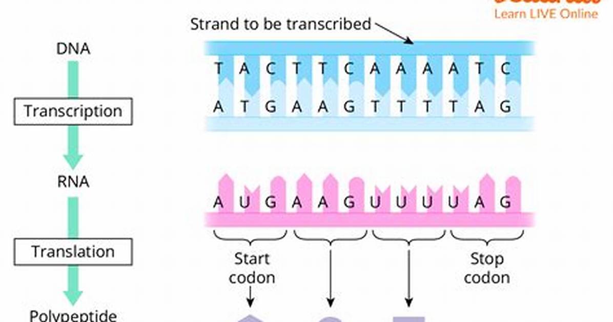 Which Is a Start Codon?