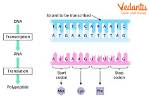 Which Is a Start Codon?