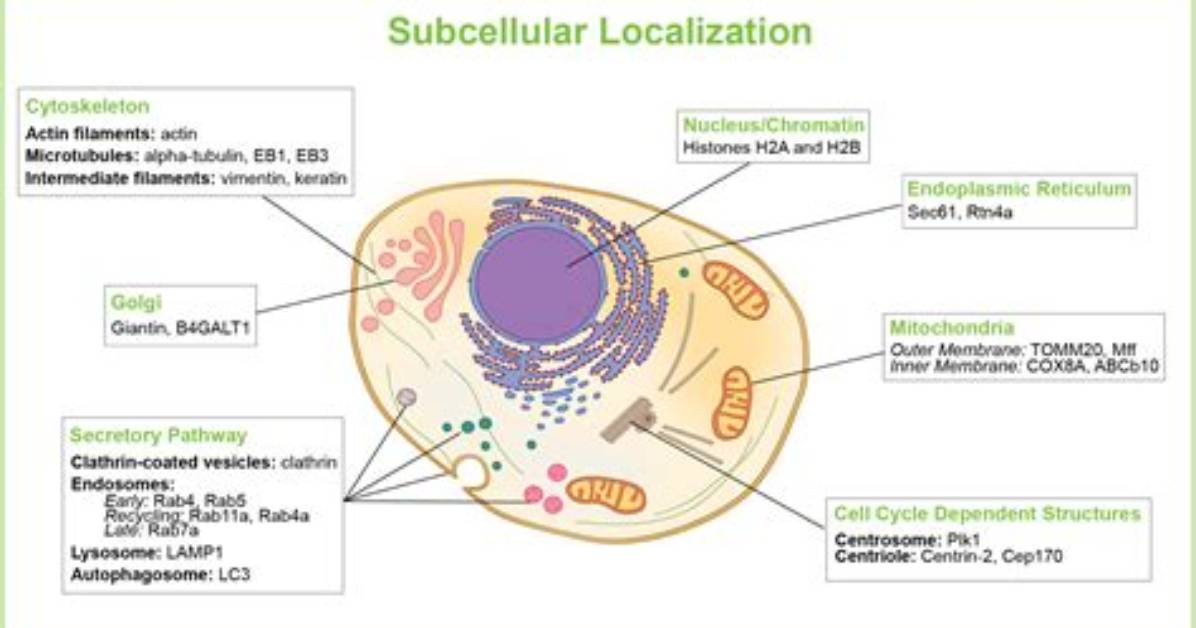 Which Is a Subcellular Structure?