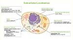 Which Is a Subcellular Structure?