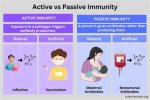 Which Is Artificial Active Immunity?