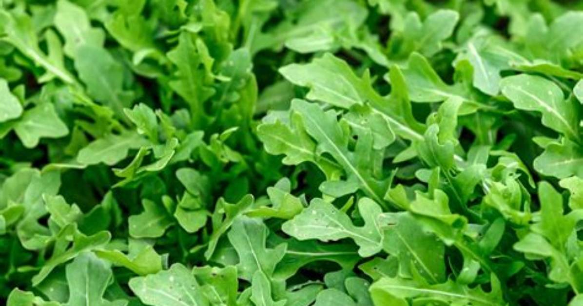 Which Is Arugula Leaf?