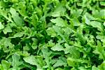 Which Is Arugula Leaf?