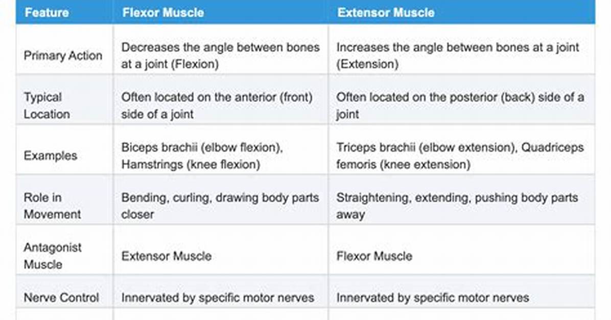Which Is Flexor and Extensor?