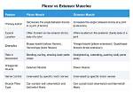 Which Is Flexor and Extensor?