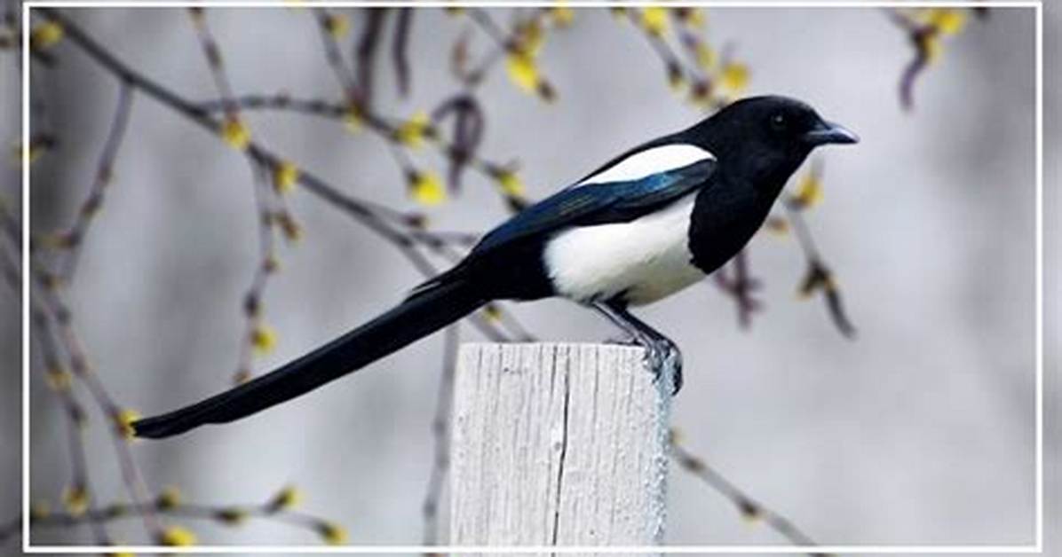 Which Is Long Tail?