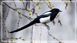 Which Is Long Tail?