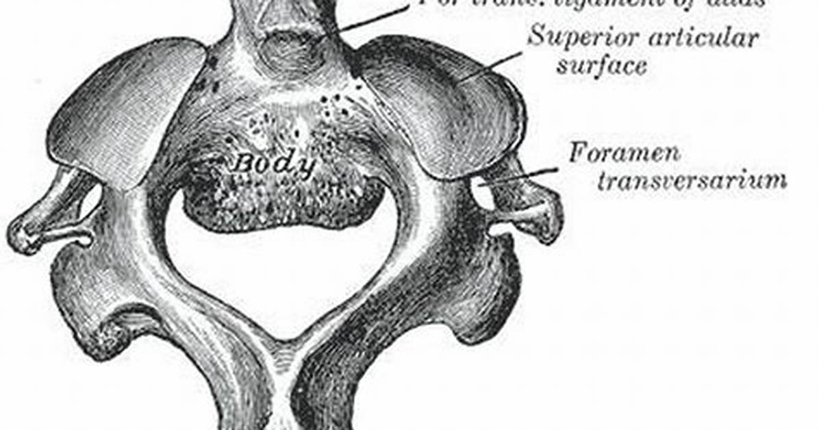 Which Is Odontoid Process?