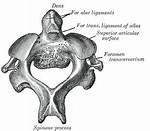 Which Is Odontoid Process?