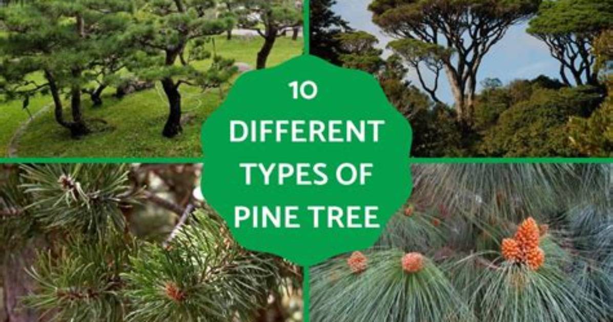 Which Is Pine Tree?