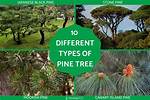 Which Is Pine Tree?
