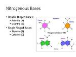 Which Is Single-Ringed Nitrogenous Base?
