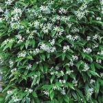Which Jasmine Is Evergreen