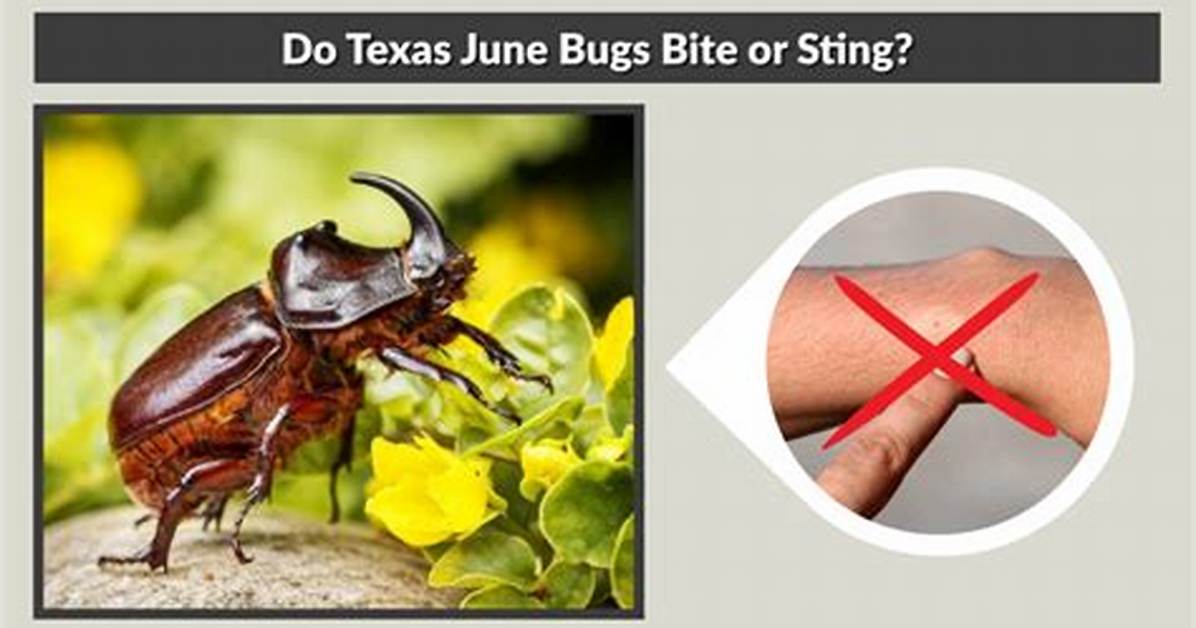 Which June Bugs Bite?