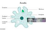 Which Language Is Ameba?