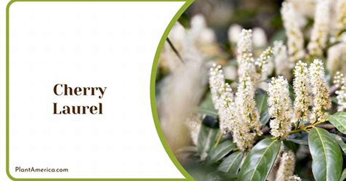 Which Laurel Grows Fastest?