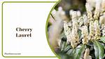 Which Laurel Grows Fastest?