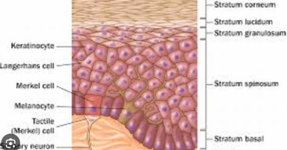 Which Layer Is Avascular?