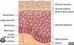 Which Layer Is Avascular?