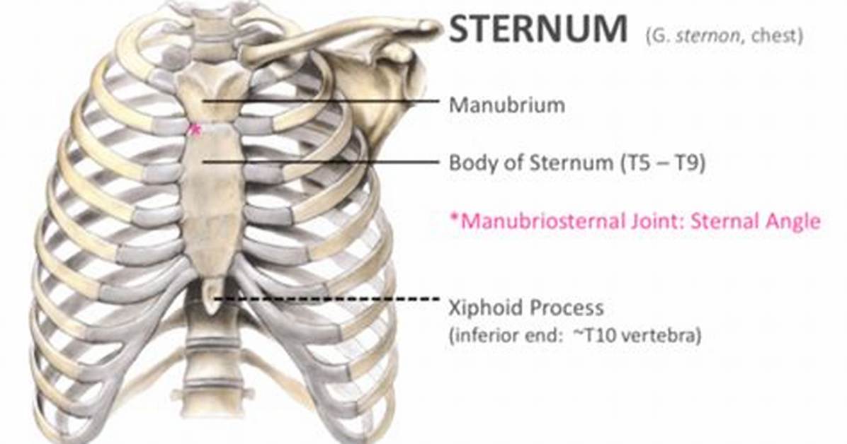 Which Level Is the Xiphoid Process?