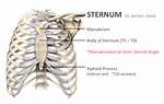 Which Level Is the Xiphoid Process?
