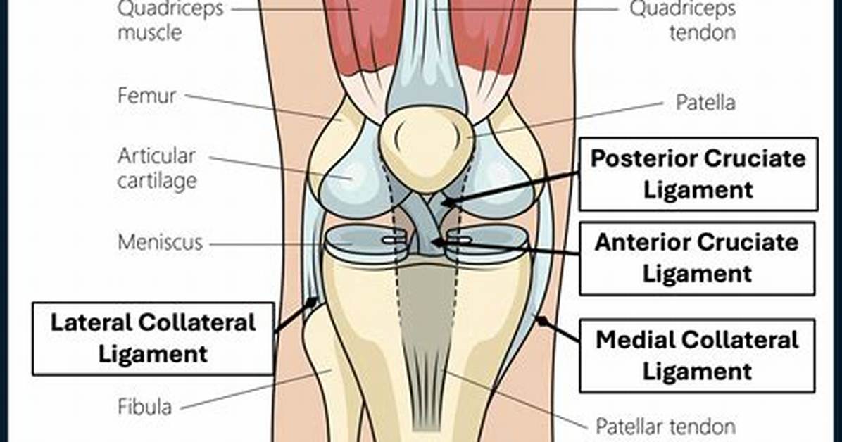 Which Ligaments Attach to?