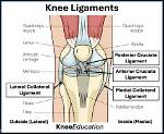 Which Ligaments Attach to?