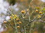 Which Lime Tree Has Thorns